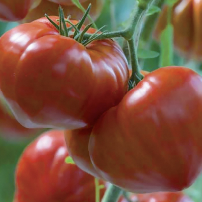 Seminte de tomate GOURMANDIA F1, Clause - 250 seminte